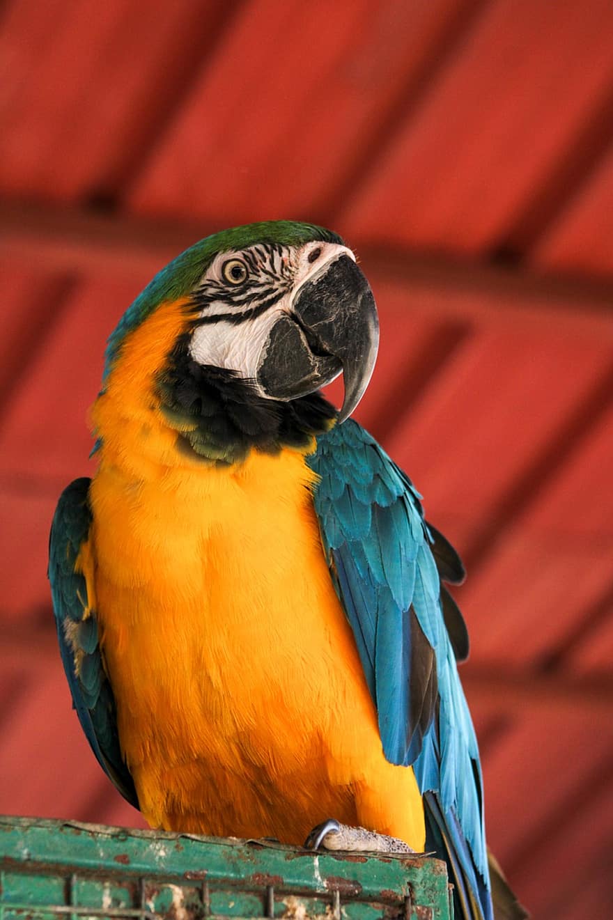 papagal, pasăre, cocoțat, macaw, animal, pene, penaj, cioc, factură, supravegherea păsărilor, ornitologie