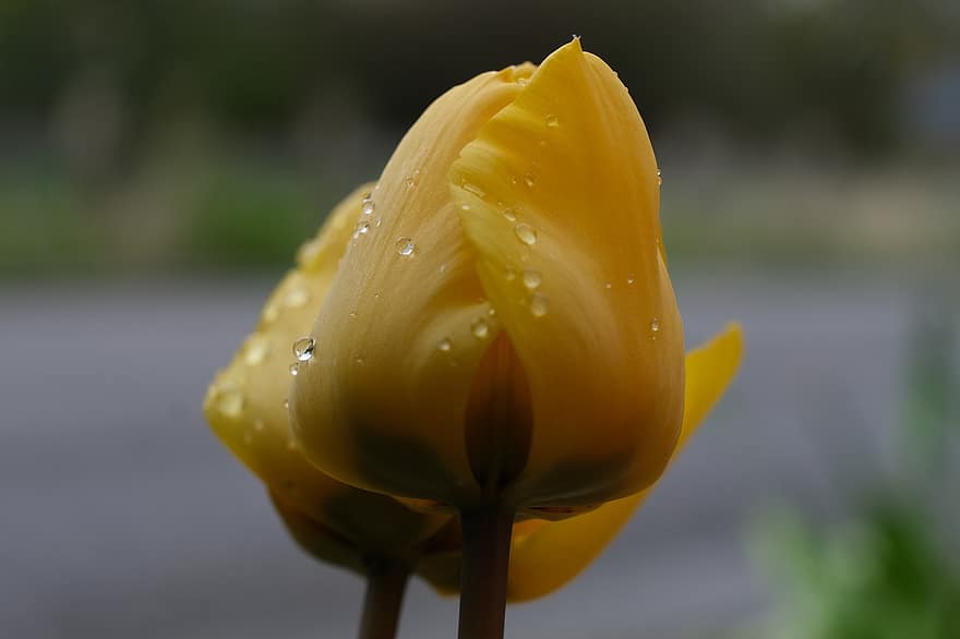 tulipaner, gule tulipaner, gule blomster, blomster, natur, hage, blomsterknopper, nærbilde, blomst, gul, blomsterhodet