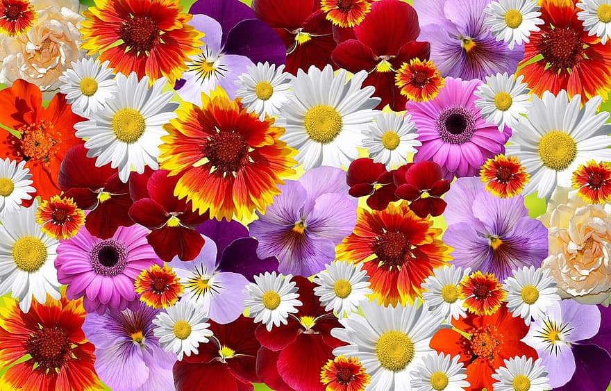 las flores, vistoso, naturaleza, mar de flores, planta, Flores amarillas, flores pequeñas, flor blanca, verano, primavera
