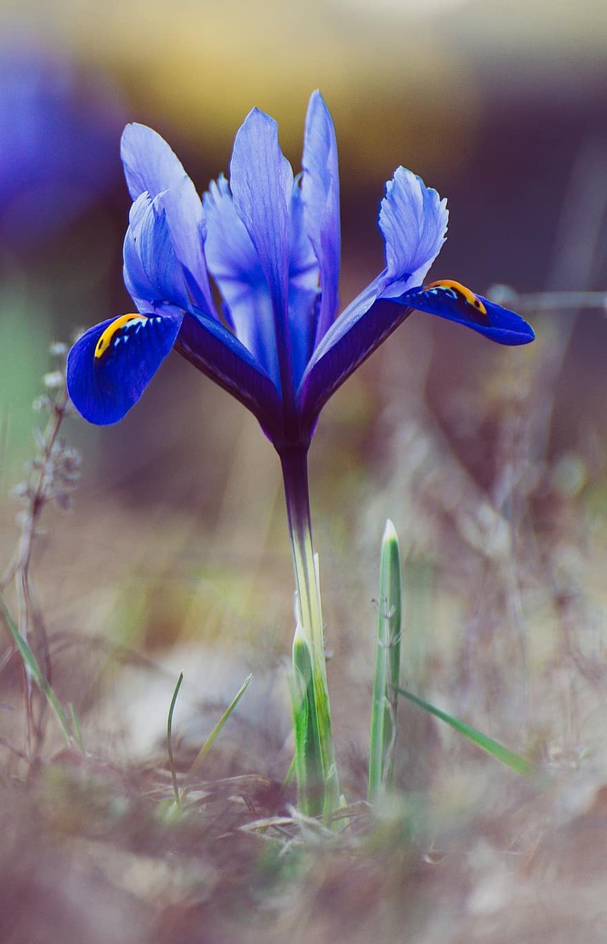 iris, flor, planta, Flor violeta, pétalos, floración, naturaleza, de cerca, verano, pétalo, cabeza de flor