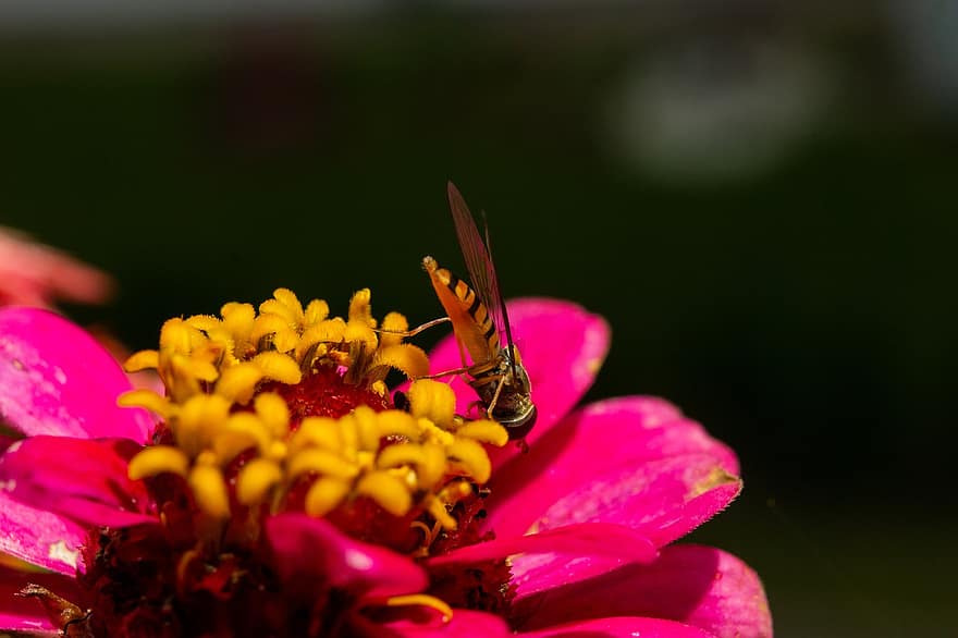 osa, albină, poleniza, floare