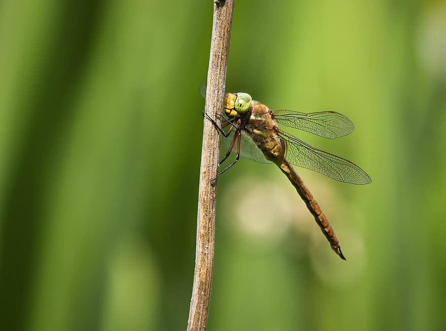 dragonfly, insekt, kvist, Norfolk-hauker, hawker dragonfly, vinger, anlegg, natur
