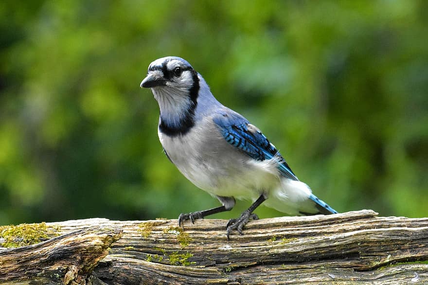 blue jay, uccello, arroccato, animale, piume, conto, natura, becco, birdwatching, ornitologia