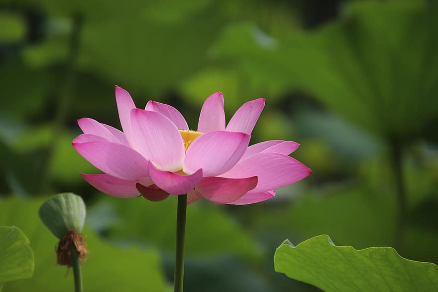 Lotus, Flower, Plant, Seed Pod, Water Lily, Petals, Pink Flower, Bloom, Blossom, Aquatic Plant, Flora