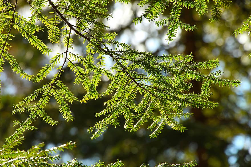 větvičky, strom, jehličnatý, les, list, zelená barva, rostlina, větev, detail, pozadí, letní