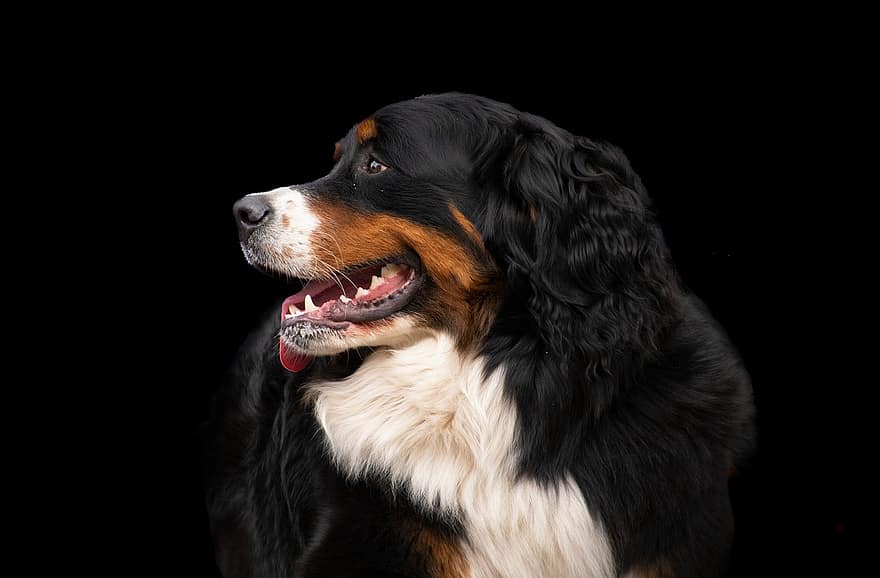 pies, Berneński pies pasterski, zwierzę domowe, czarne tło, duży pies, Pies w tle, pies tapeta, zwierzę, zwierzęta domowe, pies rasowy, psi