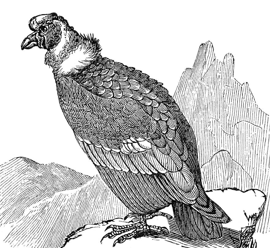 condor, oiseau, vautour, andine, Californie, Montagne, charognard, gravure, ancien, la nature, dessin au trait