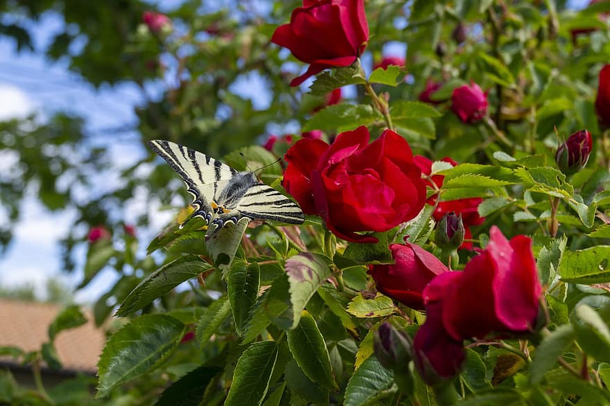 Rosa, borboleta, Primavera, natureza