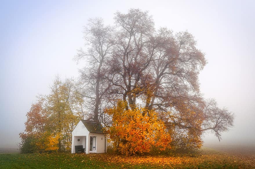 kapel, tåge, efterår, landskab, natur, Efterår, træ, gul, landlige scene, blad, sæson
