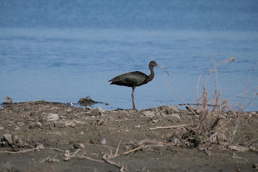 Glossy Ibis, Bird, Swamp, Lake, Pond, Rocks, Birdwatching, Conservation, Danube Delta, Ecology, Mahmudia