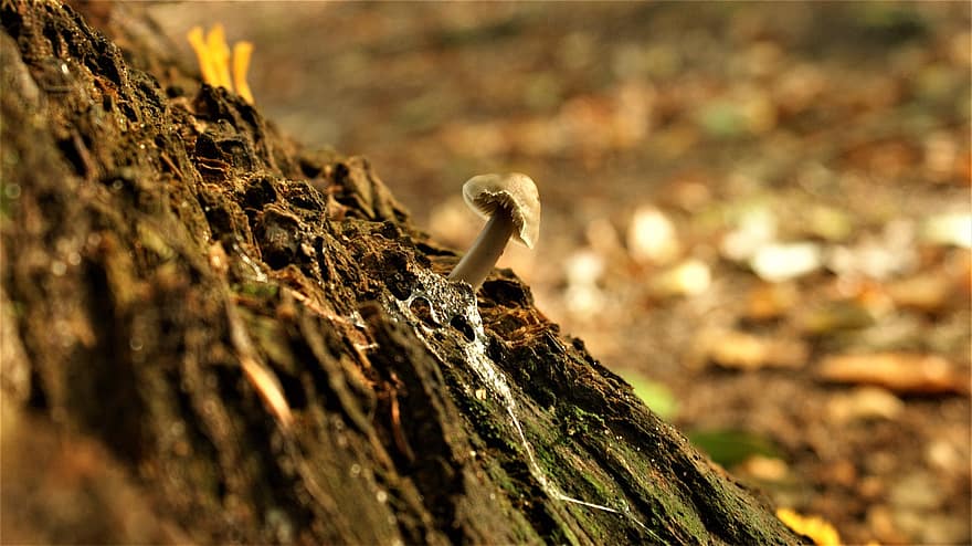 Mushroom, Fungus, Tree Trunk, Wood, Tree, Forest, Nature