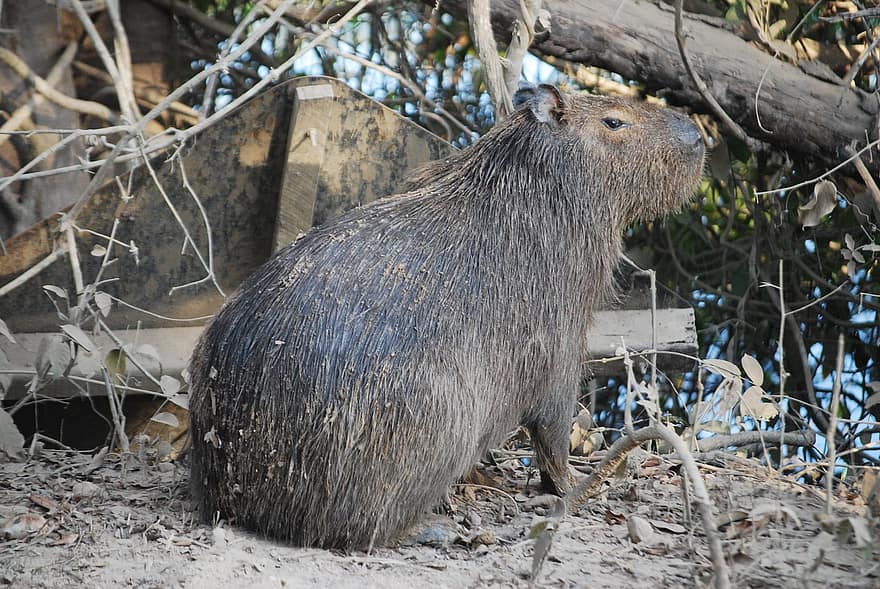 capybara, brazil, động vật hoang dã, loài gặm nhấm, dễ thương, lông thú, cận cảnh, nhỏ, vật nuôi, nông trại, râu ria