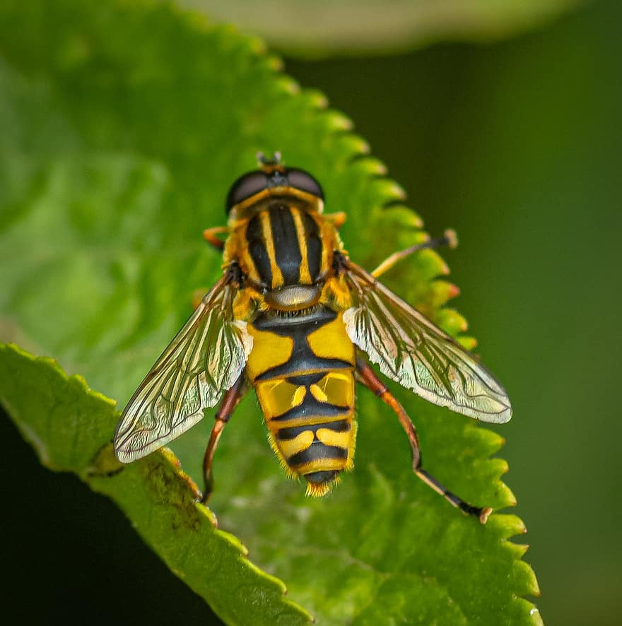 hoverfly, έντομο, να είναι καθαριστής, αιωρούμενη μύγα, καλοκαίρι, φράζω, φύση, πτέρυγα, κήπος, ζωικού κόσμου, πέταγμα