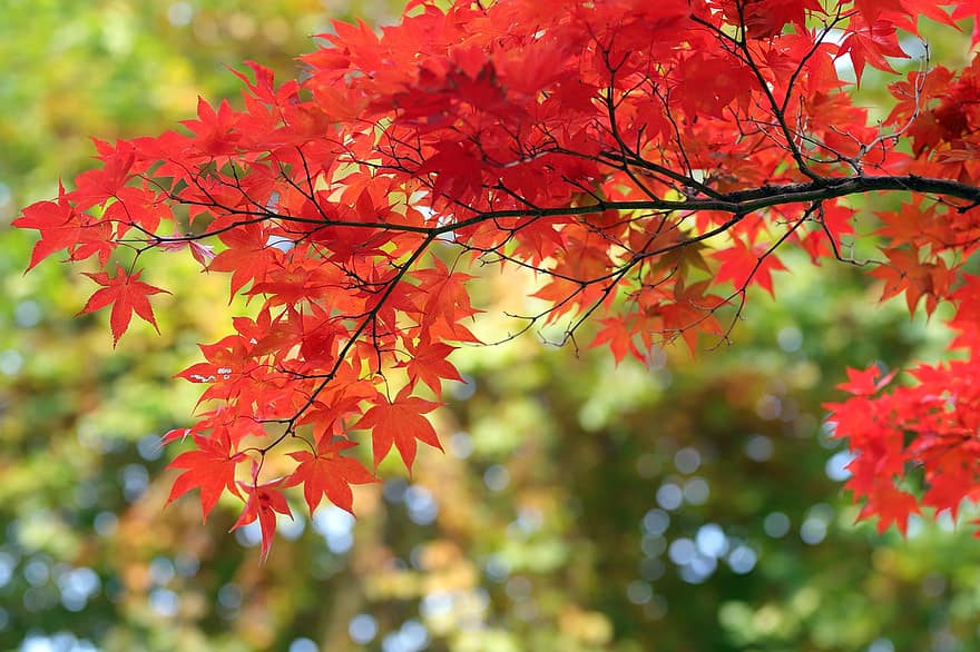 lönnträd, löv, lövverk, träd, höst, blad, säsong, gul, skog, multi färgad, livlig färg