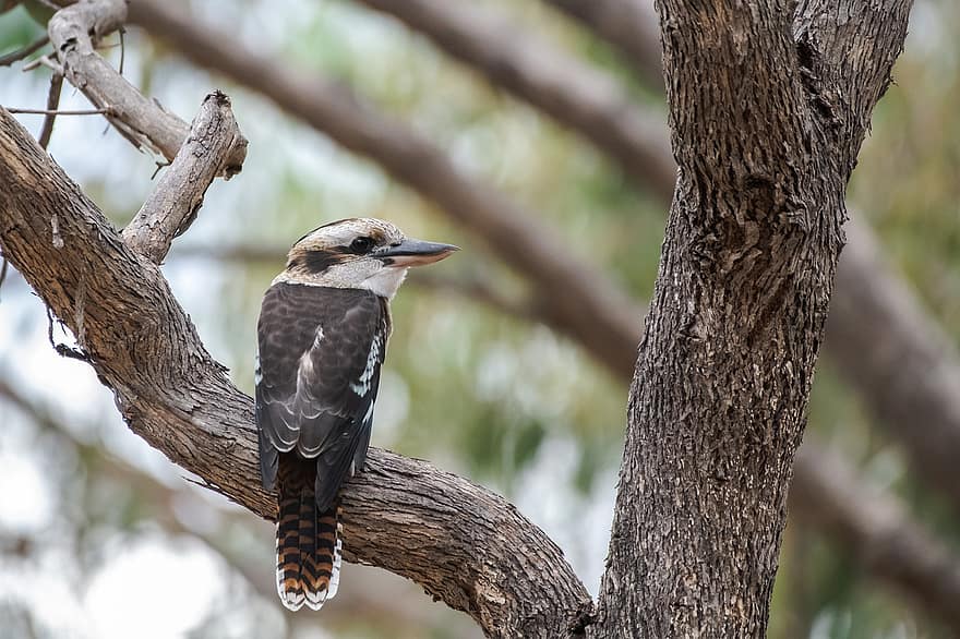 griner kookaburra, grene, træ, perched, perched fugl, fjer, fjerdragt, næb, ave, aviær, ornitologi