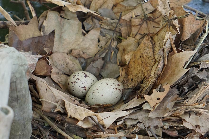 nido, nido di uccello, uovo, uova di uccello