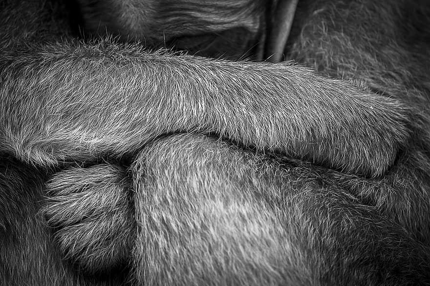 Macaques, Baby Monkey, Animals, Monkeys, Mother, Baby, Primates, Apes, Wildlife, Nature, Closeup