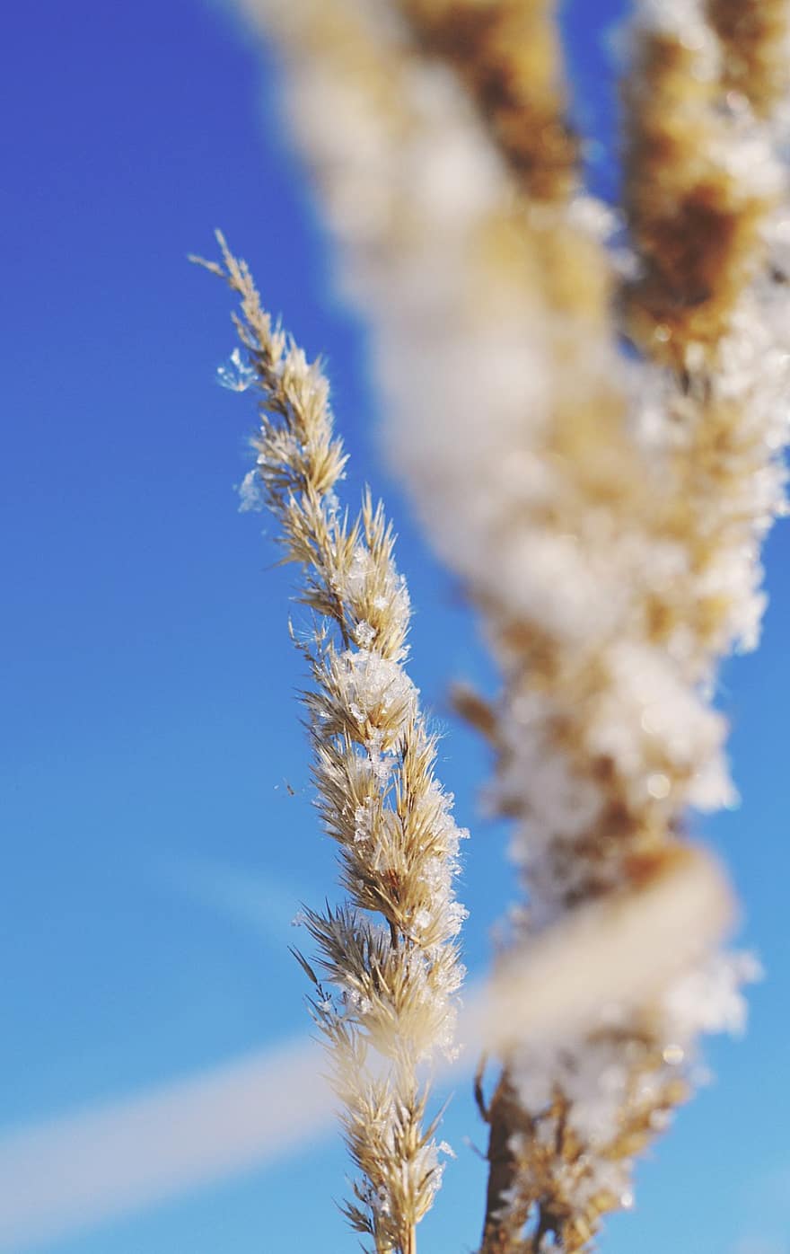 Spikelet, Nature, Botany, Field