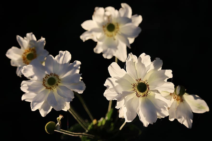 sasanka, bílé květy, kytice, Příroda