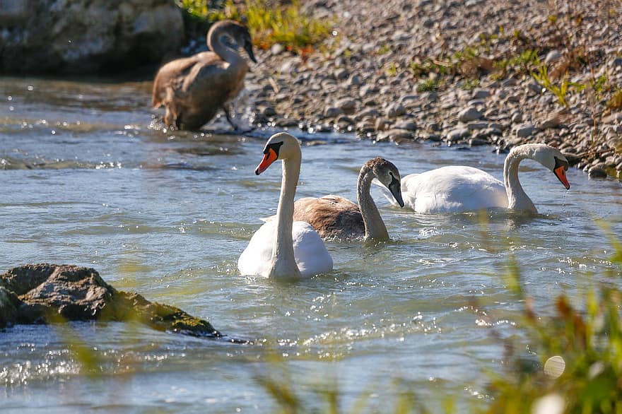 Swans, Waterfowls, River, Lake, Water Birds, Wildlife