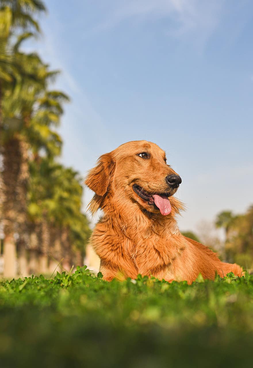 jenis anjing Golden Retriever, anjing, membelai, hewan, lokal, mamalia, bidang, di luar rumah