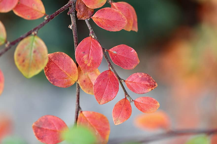 skalník, listy, podzimní barvy, podzim, větev, strom, keř, rostlina, Příroda