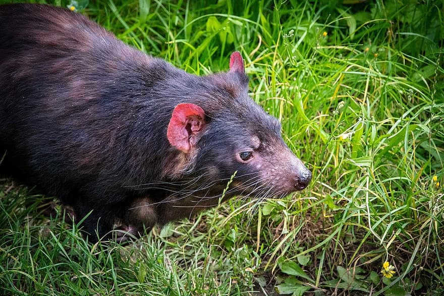 Tasmanian paholainen, eläin, pussieläin, eläimiä, söpö, turkis, metsä, ruoho, yksi eläin, uhanalaiset lajit, lähikuva