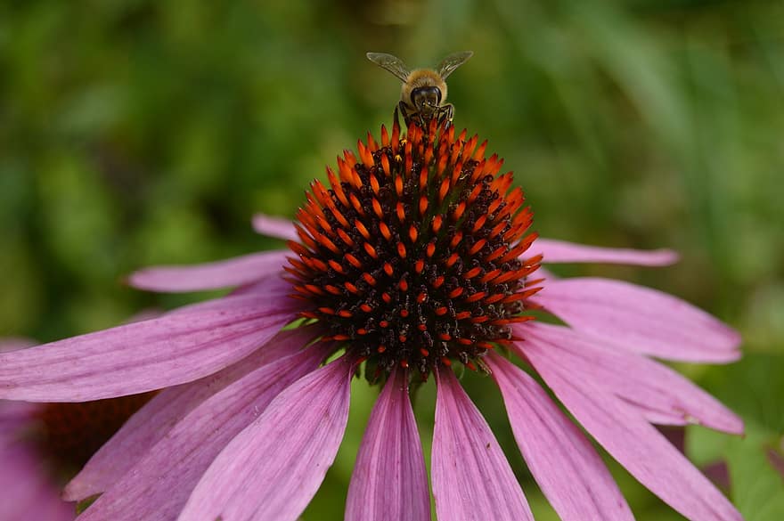 цвете, пчела, насекомо, пурпурен конус, опрашване, растение, природа, едър план, лято, макро, единично цвете