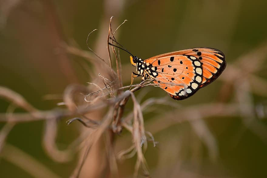 borboleta, inseto, inseto com asas, Asas de borboleta, fauna, natureza, fechar-se, multi colorido, macro, verão, asa animal