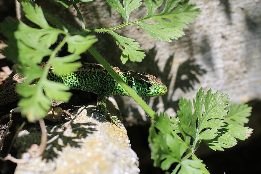 Lizard, Reptile, Leaves, Scaly, Scales, Animal, Wilderness, Wild Animal, Wild, Wildlife, Wildlife Photography