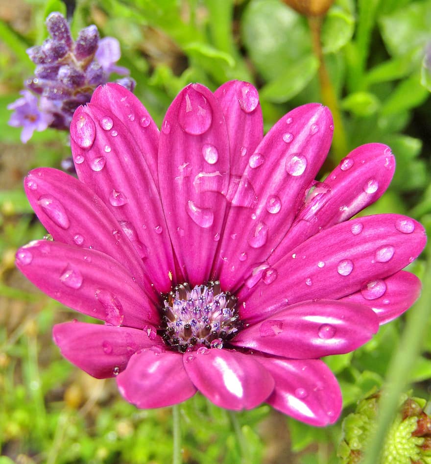 violetti, päivänkakkara, kukat, afrikkalainen koiranputkea, koiranputkea, laventeli, kukka, kukinta, lähikuva, Osteospermum kasvi, osteospermum