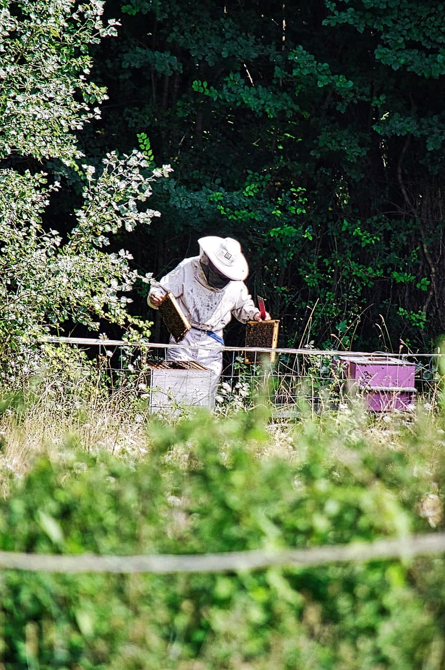 apicultura, naturaleza, apicultor, colmenar