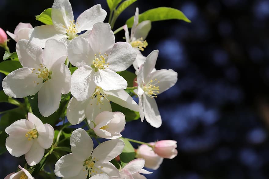 musim semi, bunga-bunga, taman, Bunga Arabesque, apel mekar, botani, pertumbuhan, makro, menanam, kelopak, alam