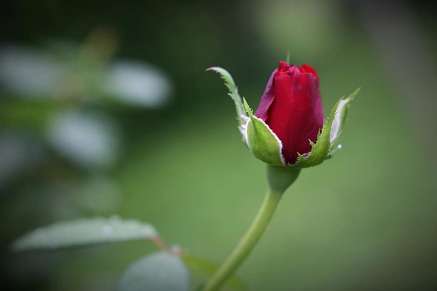 Rosa roja de terciopelo, brote, flor, capullo de rosa, planta, flora, naturaleza, al aire libre