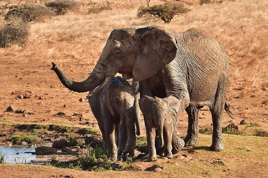 Afrikaanse olifant, dier, Lewa, Kenia, Afrika, dieren in het wild, zoogdier, natuur, olifant, safari dieren, dierlijke stam
