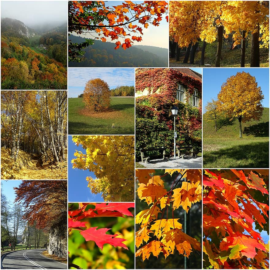 colagem, outono, cores, folhagem, natureza, folhas coloridas, ouro de outono, colori
