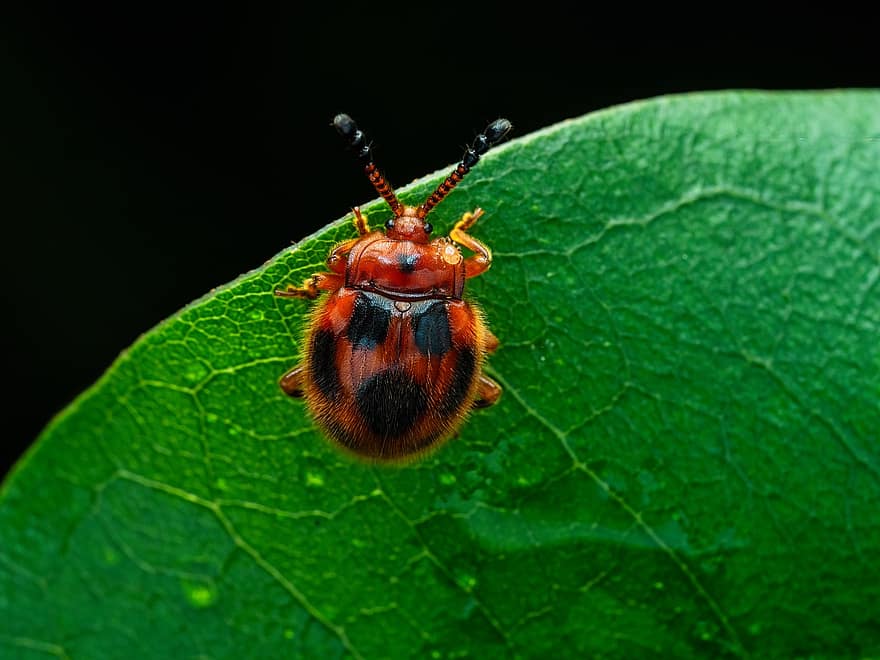 kepik, serangga, kumbang kepik, kumbang, kumbang merah, burik, Kumbang Berbintik, alam, daun, fauna, hewan
