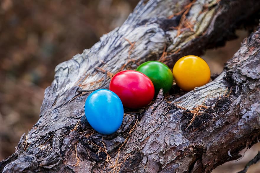 påskeegg, farget egg, gren, tre, egg, påske, Rødt egg, Gult egg, blå egg, ornament, dekor