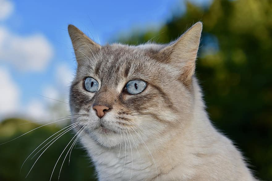 Cat, European Shorthair, Pet, Feline, Domestic Cat, Whiskers, Pussy, Animal, Mammal