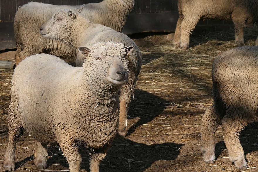 ovejas, animales, mamíferos, acción viva, oveja doméstica, rumiante, lana, ungulado, paisaje, granja, ganado