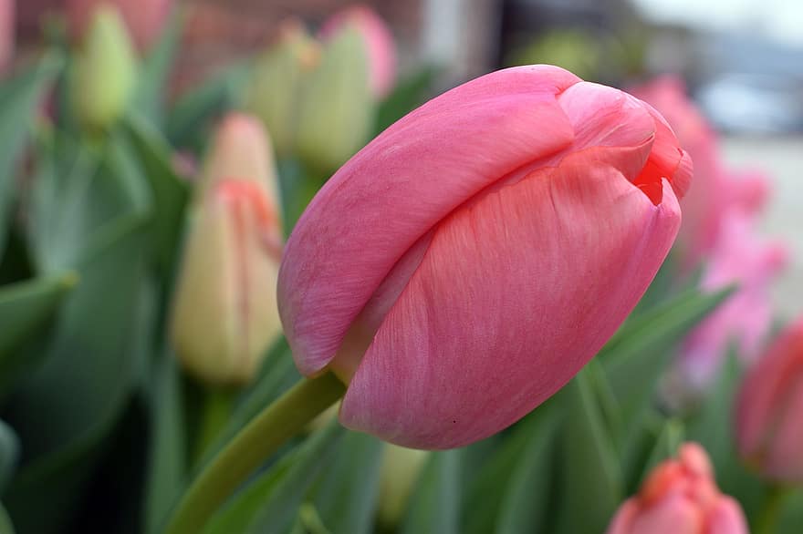 fiore, tulipano, botanica, di stagione, fiorire, petali, crescita, primavera, natura, avvicinamento, pianta