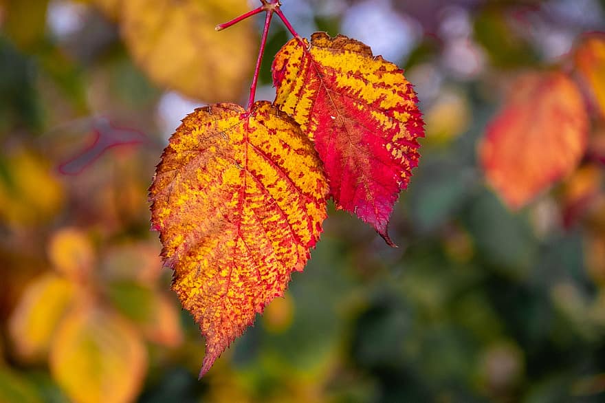 Leaves, Plant, Fall, Autumn, Autumn Leaves, Foliage, Branch, Tree, Nature, leaf, yellow