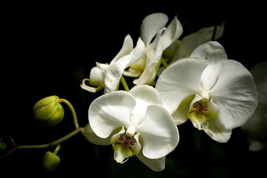 орхідеї, квіти, білі орхідеї, пелюстки, пелюстки орхідеї, цвітіння, флора, природи