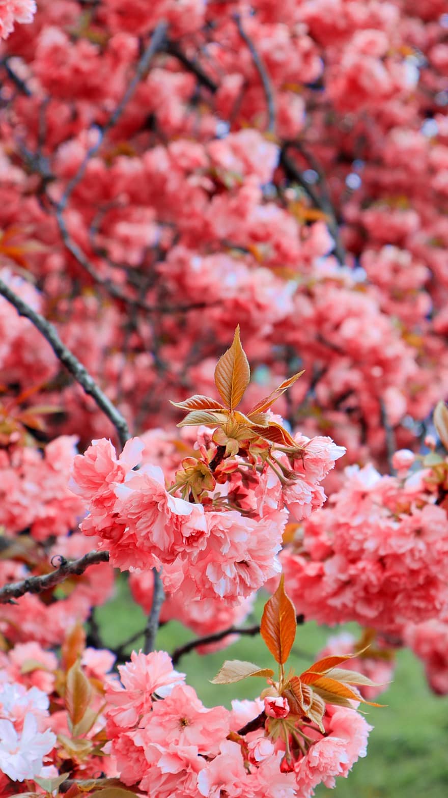 Cherry Blossom, Flowers, Bloom, Petals