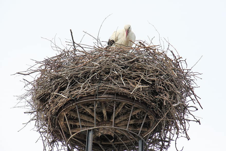 Bird, Stork, Nest, Bill, Plumage, Avian, Rattle Stork, White Stork, Nature, Nest Building, Sky