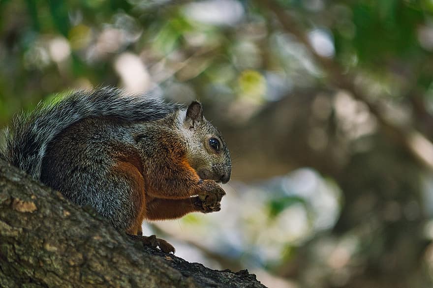 scoiattolo, roditore, chipmunk, spuntino, noccioline, albero, tronco, ceppo, animale, fauna