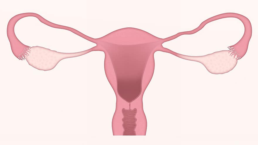 자궁, 난소, 산부인과, 임신, 자궁 경부, 질, 생식 기관들, 여자, 오르간, 해부, 나팔관