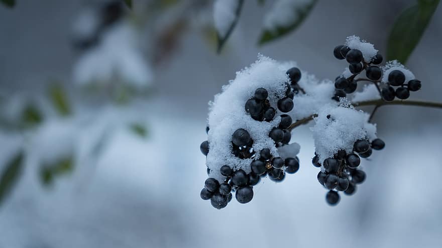 Berries, Snow, Bush, Nature, Winter, Plant, close-up, leaf, branch, season, fruit