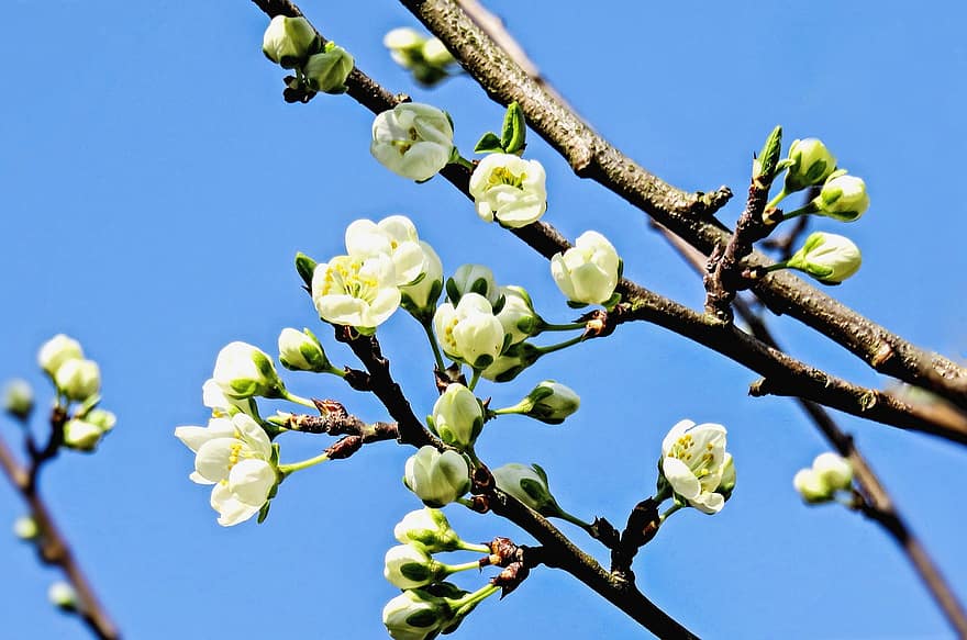 fiorire, fiori bianchi, albero, fiori di ciliegio, primavera, natura, avvicinamento, parco, all'aperto, ramo, foglia