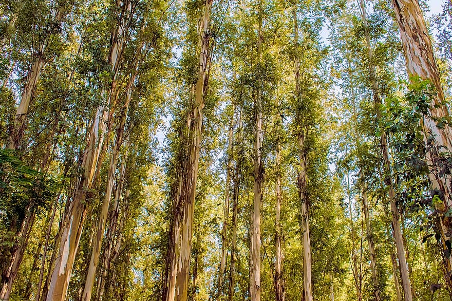 skog, träd, eukalyptusträd, trän, natur, blad, växt, grön färg, säsong, sommar, höst